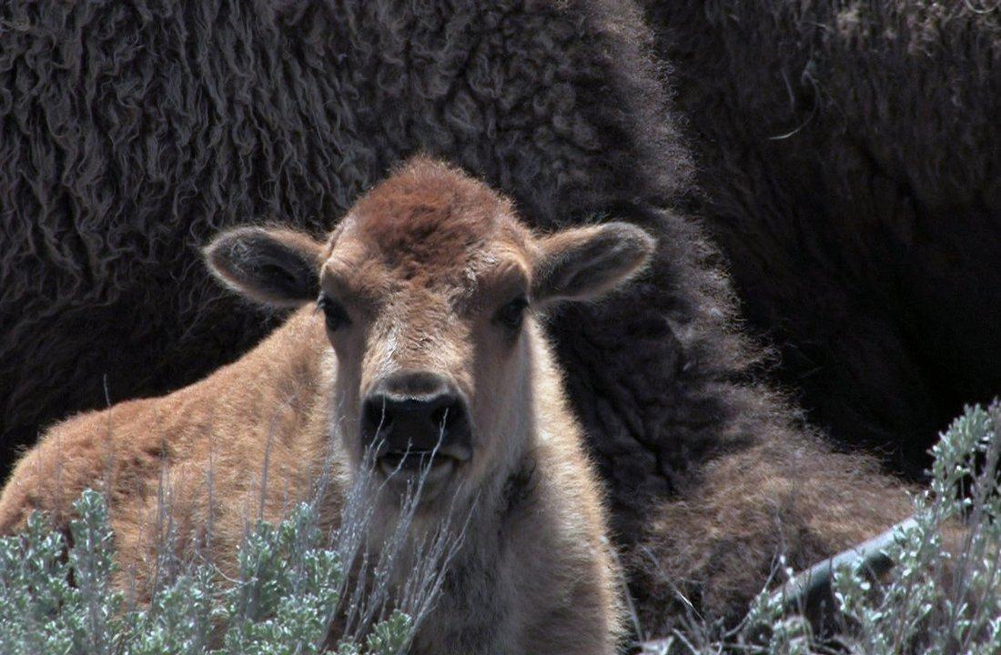 Facing The Storm Story Of The American Bison